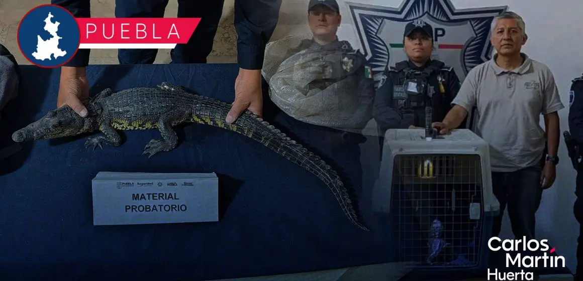 Hallan cocodrilo dentro de una mochila en el Zócalo de Puebla