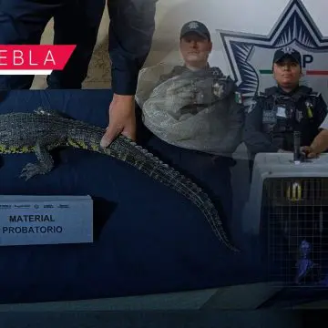 Hallan cocodrilo dentro de una mochila en el Zócalo de Puebla