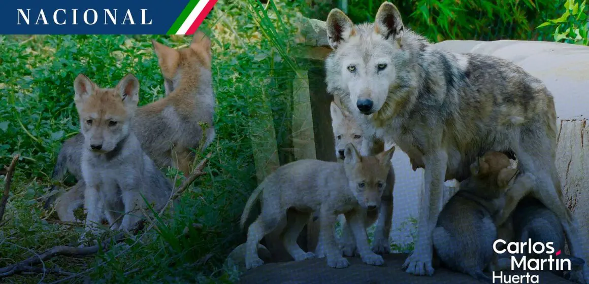 Nacen cuatro lobos mexicanos en el zoológico de Aragón; especie en peligro de extinción