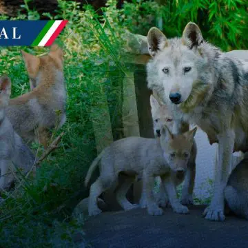 Nacen cuatro lobos mexicanos en el zoológico de Aragón; especie en peligro de extinción