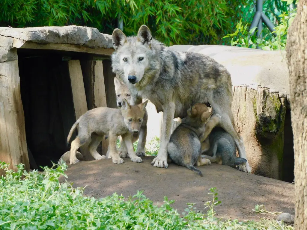 Nacen cuatro lobos mexicanos en el zoológico de Aragón; especie en peligro de extinción 2 Nacimiento lobos mexicanos 2