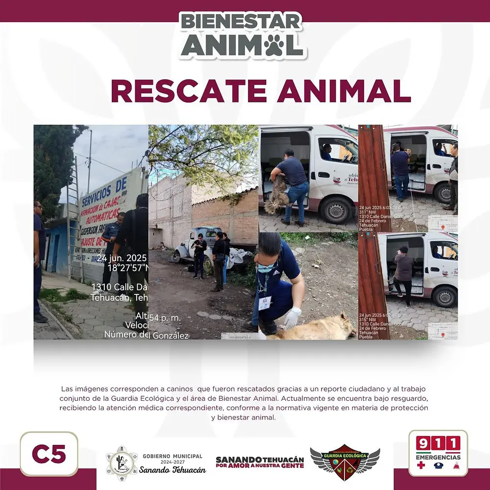 Rescatan a 4 lomitos en Tehuacán tras abandono; uno más fue hallado muerto 1 Rescatan a 4 lomitos en Tehuacán tras abandono; uno más fue hallado muerto