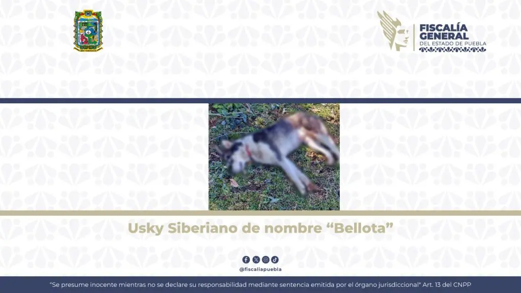 Fiscalía de Puebla logra vinculación a proceso contra hombre acusado de crueldad animal en Zacapoaxtla 1 WhatsApp Image 2025 06 03 at 9.20.05 PM 1 1