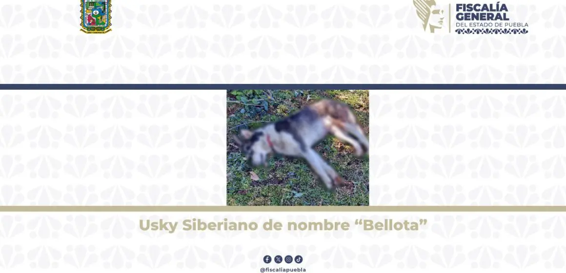 Fiscalía de Puebla logra vinculación a proceso contra hombre acusado de crueldad animal en Zacapoaxtla