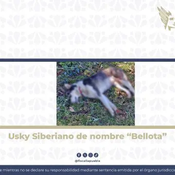 Fiscalía de Puebla logra vinculación a proceso contra hombre acusado de crueldad animal en Zacapoaxtla