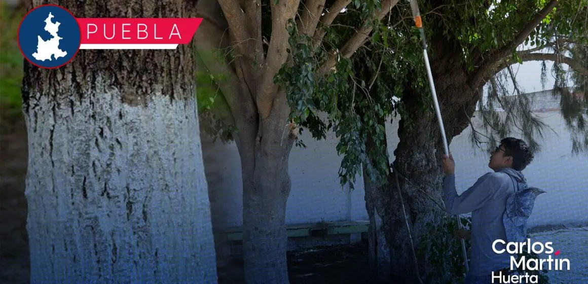 Encalado de árboles en Puebla ya es legal: ¿Qué dice la nueva ley?