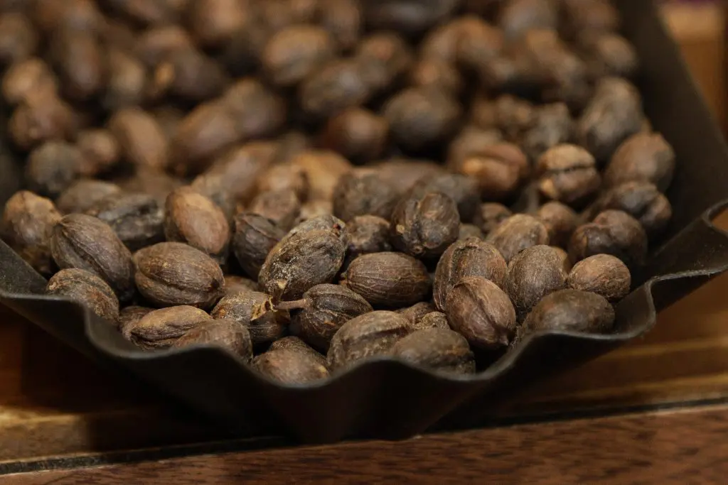 De Puebla al mundo, nace café soluble "5 de Mayo", compromiso cumplido a cafeticultores 2 gobierno estatal concafe 2025 672615