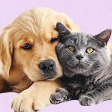 Farmacias del Ahorro presenta su línea pet friendly para el cuidado integral de tus mascotas