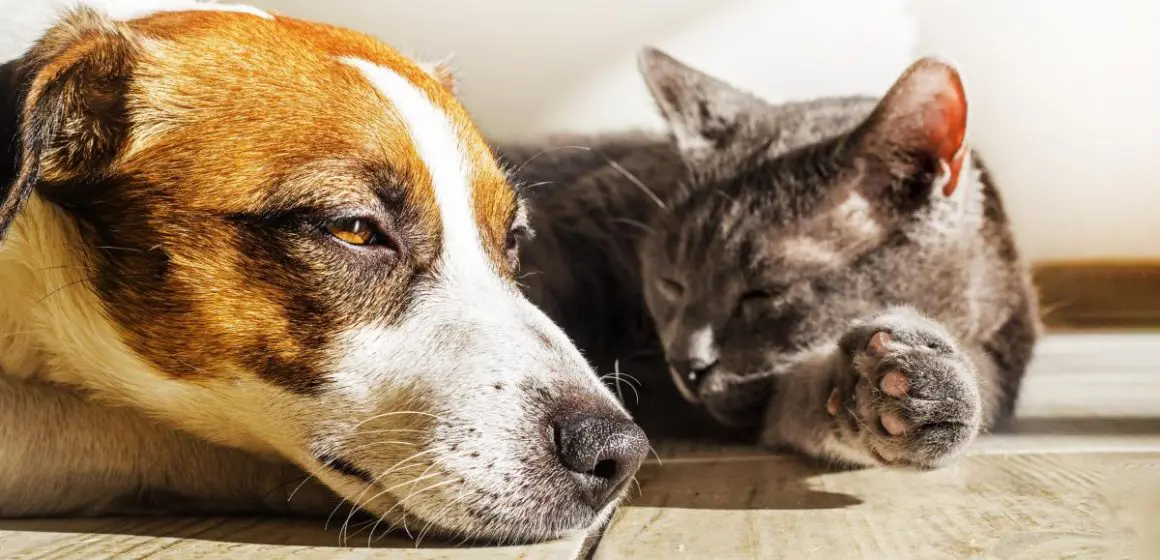 ¡Alerta! Protege a tus mascotas del golpe de calor y deshidratación en temporada cálida