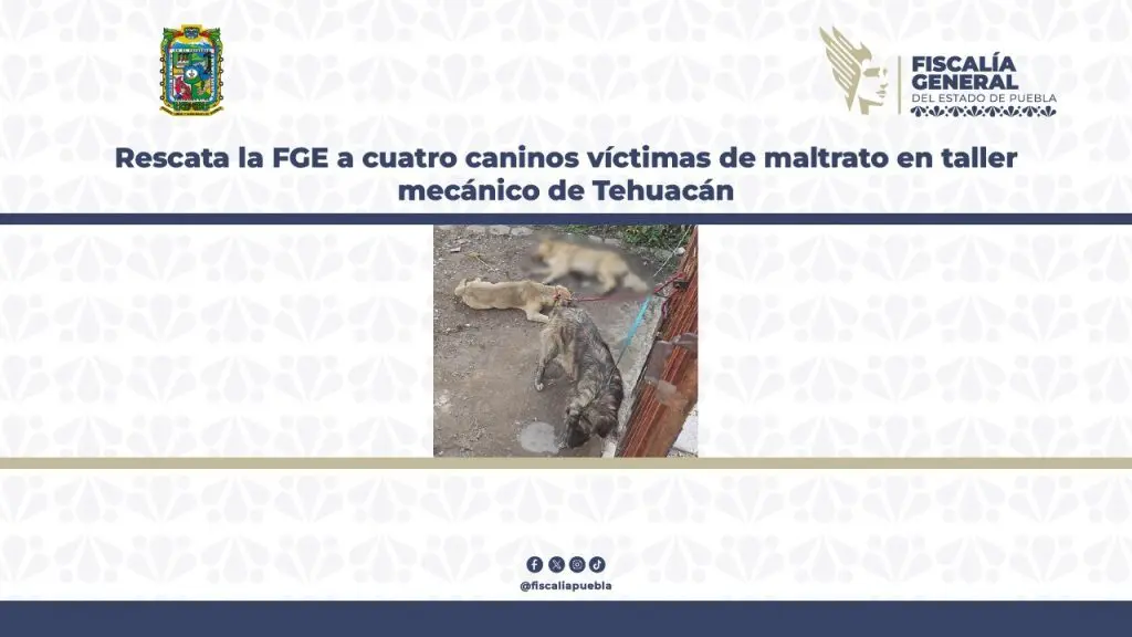 Rescata la FGE a cuatro perros víctimas de maltrato en taller mecánico de Tehuacán 1 thumbnail WhatsApp Image 2025 06 27 at 4.13.44 PM