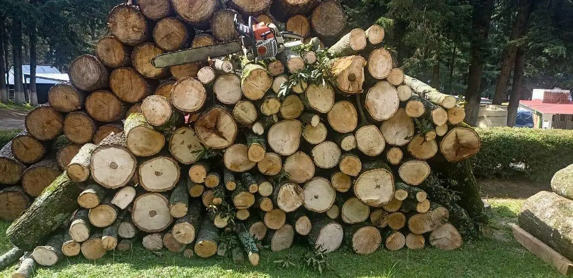 Puebla y Tlaxcala decomisan madera en operativo contra tala ilegal