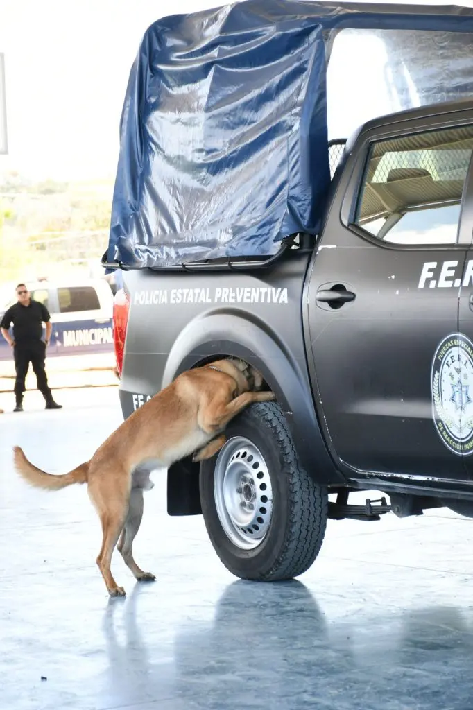 Puebla certifica a 16 instructores caninos para reforzar la seguridad pública 2 361263f0 afe5 4161 b9c4 bcef754b02be