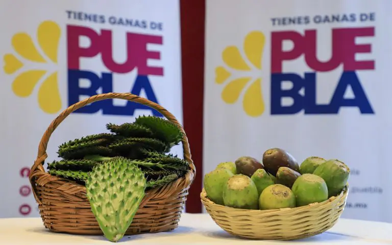 Acatzingo invita a la Feria de la Tuna y el Nopal 2025 en San Sebastián Villanueva 1 Acatzingo invita a la Feria de la Tuna y el Nopal en San Sebastián Villanueva