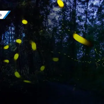 Avistamiento de luciérnagas en Tochimilco: Un espectáculo natural que no te puedes perder