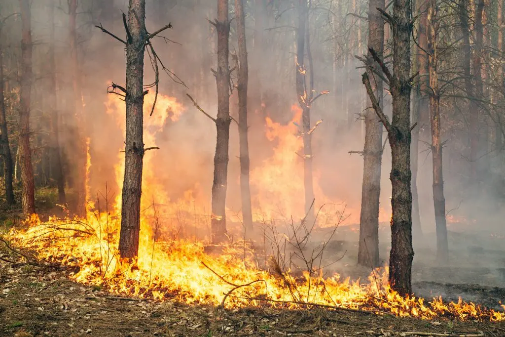 Brigadistas poblanos se suman al combate de incendios forestales en Canadá 2 Brigadistas poblanos se suman al combate de incendios forestales en Canada 3