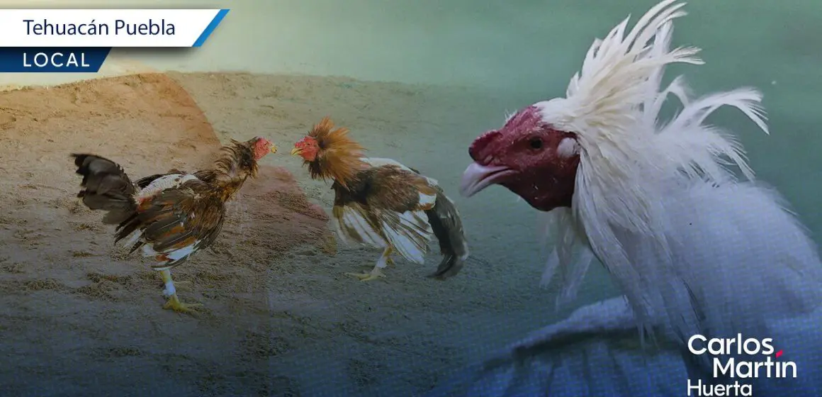 Denuncian en Tehuacán presuntas peleas de gallos en centro escolar