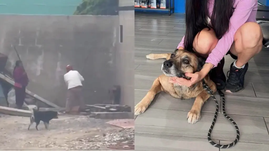 FGE inicia investigación contra pareja que golpeo brutalmente a un lomito en Zacatlán 1 FGE inicia investigación contra pareja que golpeo brutalmente a un lomito en Zacatlán