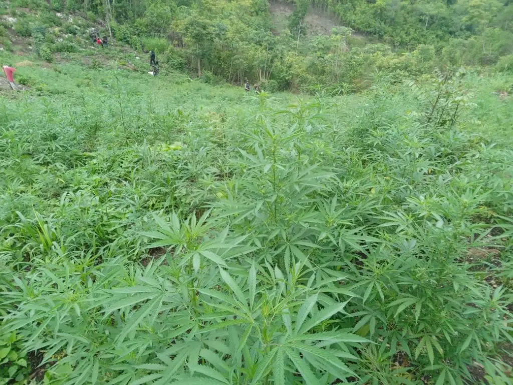 Hallan plantas de marihuana en ejido de Santa Rita Tlahuapan 2 Hallan plantas de marihuana en ejido de Santa Rita Tlahuapan 3