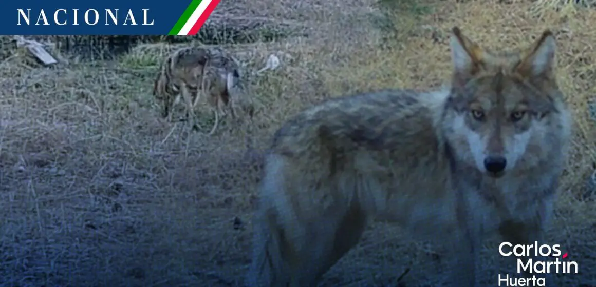 Captan lobo mexicano nacido en libertad en Chihuahua