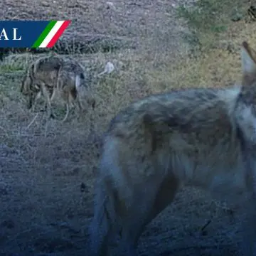 Captan lobo mexicano nacido en libertad en Chihuahua