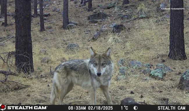 Captan lobo mexicano nacido en libertad en Chihuahua 1 Lobo mexicano nacido en libertad