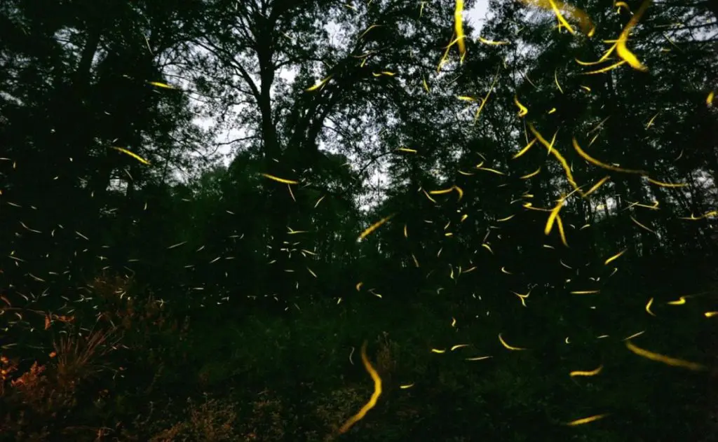 Avistamiento de luciérnagas en Tochimilco: Un espectáculo natural que no te puedes perder 1 Luciernagas Tochimilco