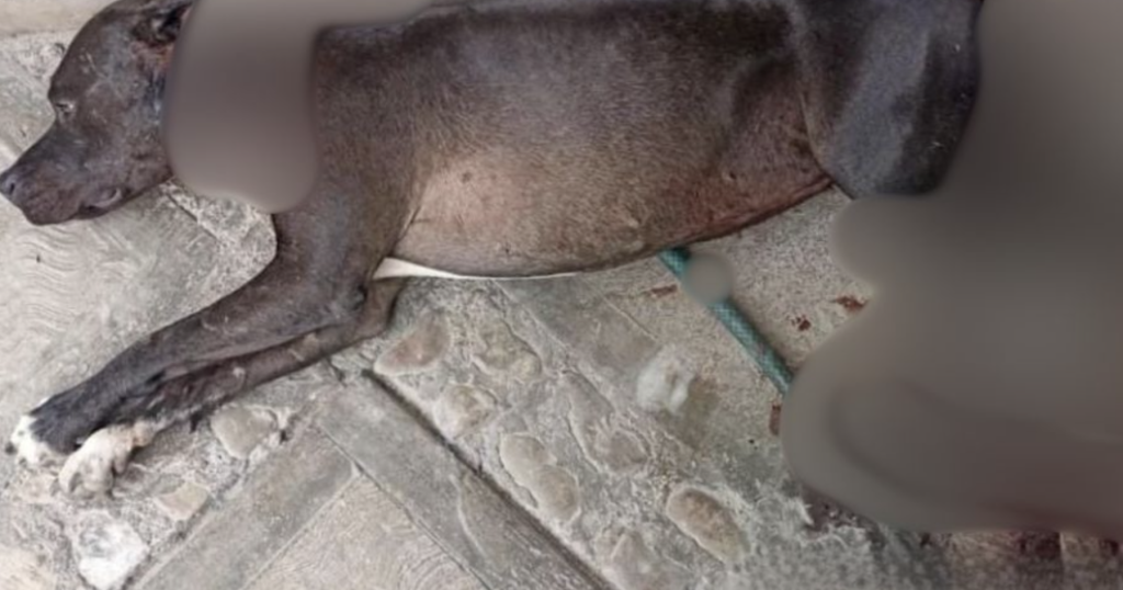 Nuevo caso de maltrato animal en Miahuatlán; perrita es atacada y mutilada a machetazos 1 Nuevo caso de maltrato animal en Miahuatlán; perrita es atacada y mutilada a machetazos