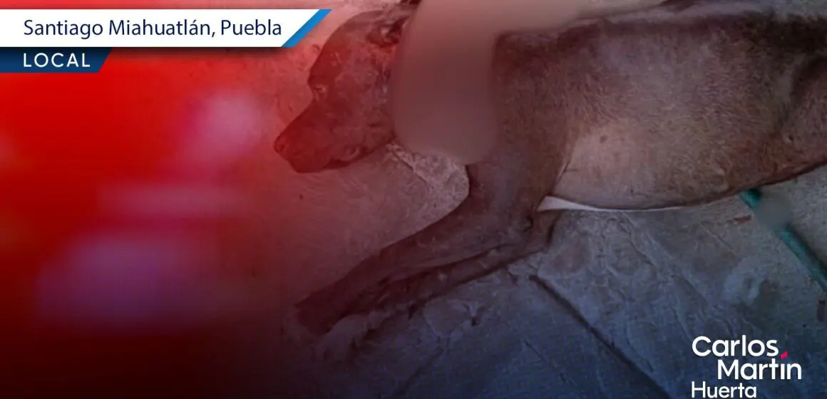 Nuevo caso de maltrato animal en Miahuatlán; perrita es atacada y mutilada a machetazos