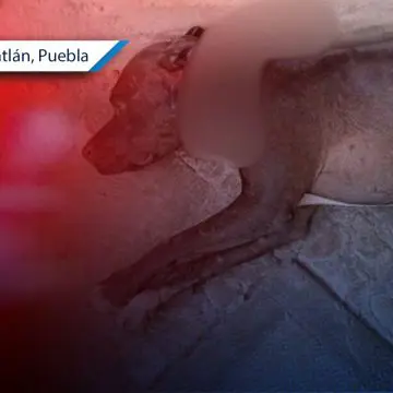 Nuevo caso de maltrato animal en Miahuatlán; perrita es atacada y mutilada a machetazos