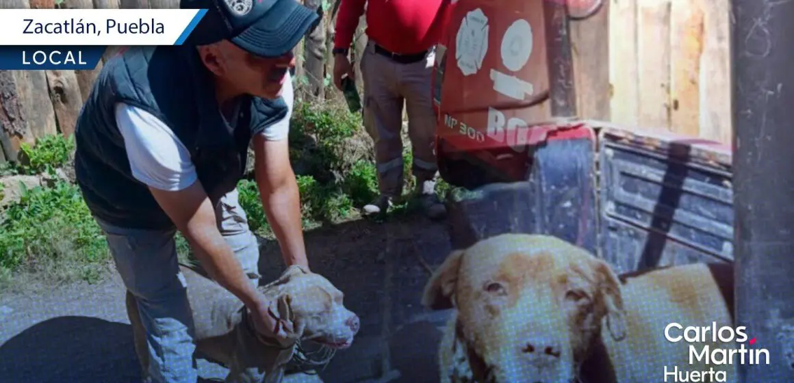 Pitbulls atacan a hombre en San Pedro Atmatla tras presunta provocación