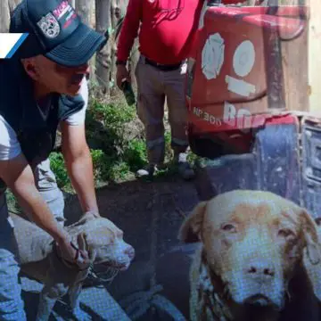 Pitbulls atacan a hombre en San Pedro Atmatla tras presunta provocación