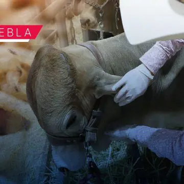 Puebla libre del gusano barrenador; anuncian inversiones en campo