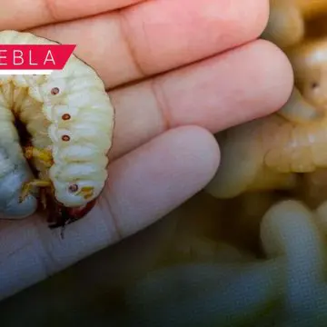 Puebla refuerza acciones para prevenir la propagación del gusano barrenador