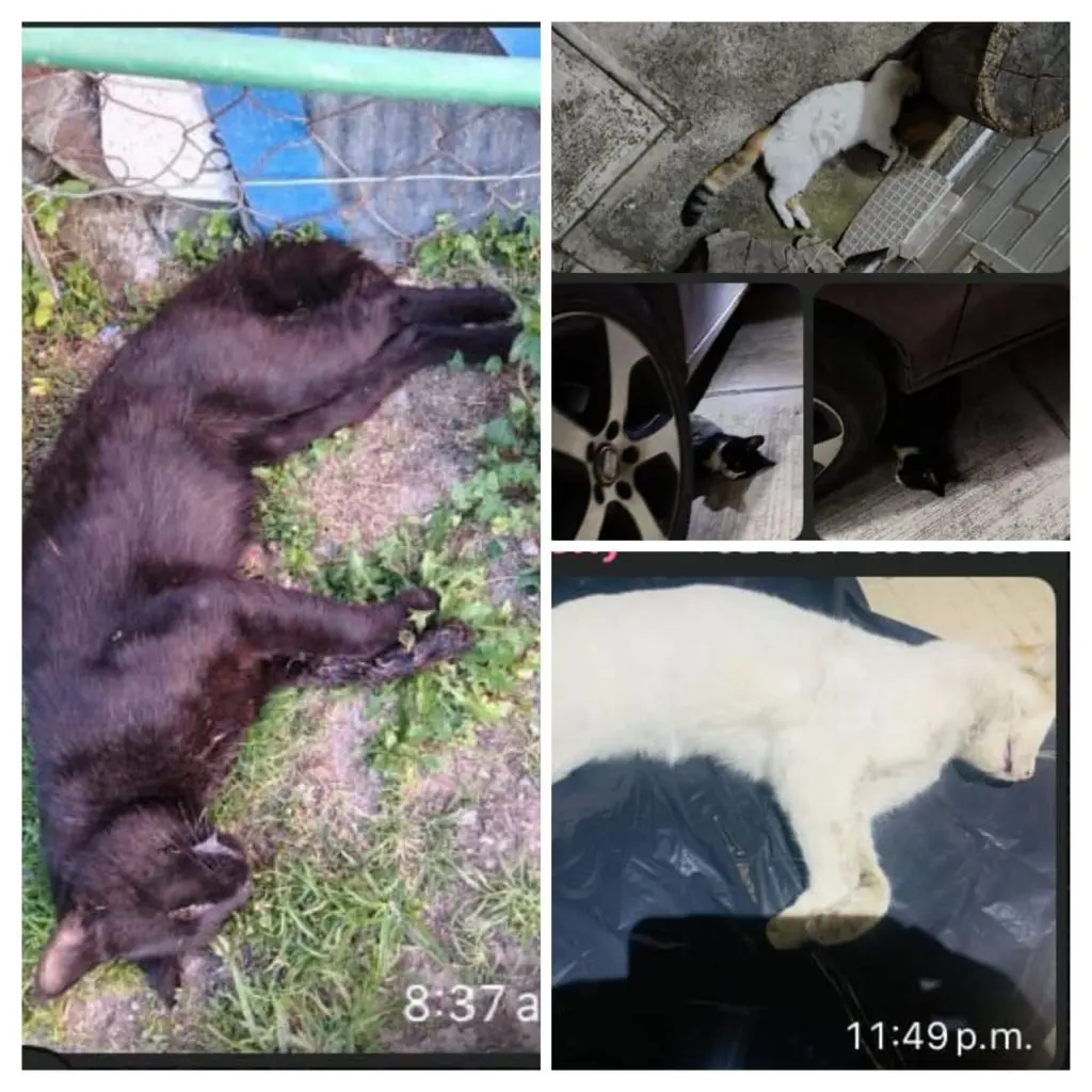 Indignación en Hacienda Las Fuentes, Puebla: hallan seis gatos muertos 1 WhatsApp Image 2025 07 23 at 6.07.38 PM