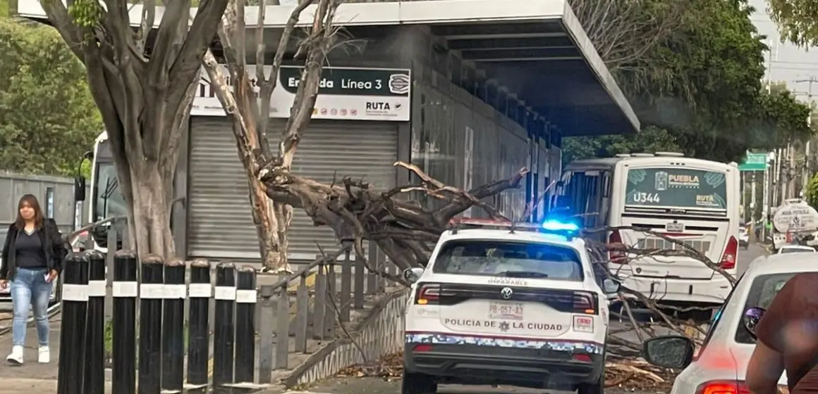 Protección Civil atiende caída de árbol en bulevar Valsequillo; frente a la Facultad de Contaduría de la BUAP