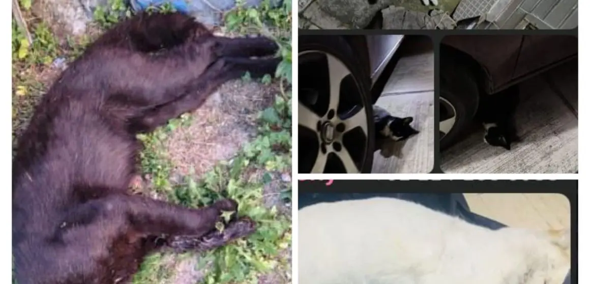 Indignación en Hacienda Las Fuentes, Puebla: hallan seis gatos muertos