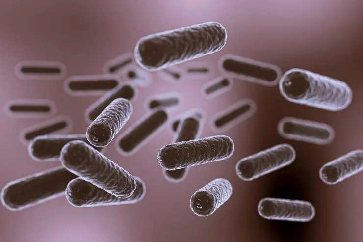 ¡Alerta! UNAM advierte por bacterias intestinales que podrían transmitir resistencia a antibióticos 1 ¡Alerta! UNAM advierte por bacterias intestinales que podrían transmitir resistencia a antibióticos