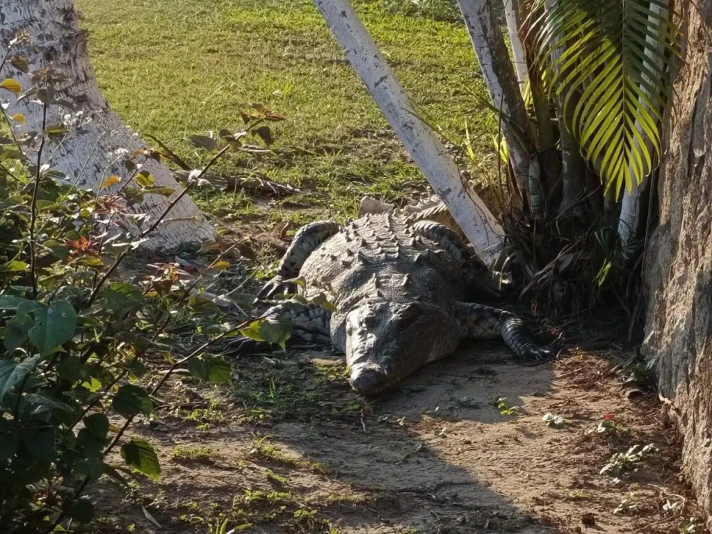 ¡Sorpresa en Huauchinango! Cocodrilo de dos metros causa alerta vecinal 1 ¡Sorpresa en Huauchinango! Cocodrilo de dos metros causa alerta vecinal