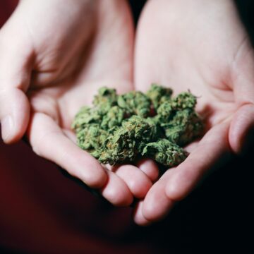 Senado aprueba regulación integral del uso lúdico y cultivo de mariguana