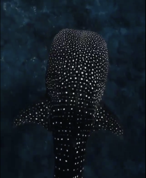 El mar nos sorprende