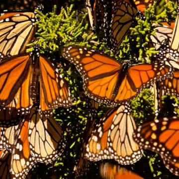 Este sábado se abren los santuarios de la mariposa monarca con 50% aforo