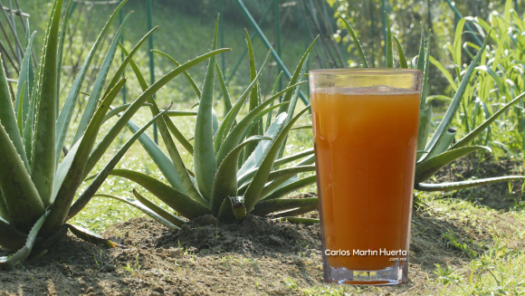 Beneficios del jugo de papaya con sábila