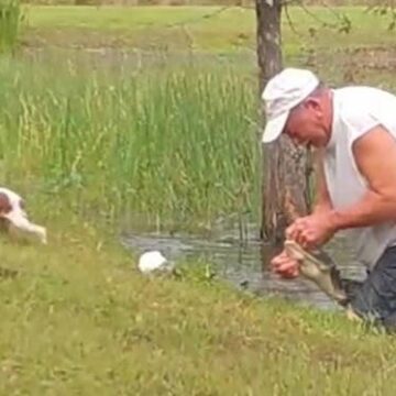 Hombre salva a su perro de las fauces de un cocodrilo. Video se hace viral