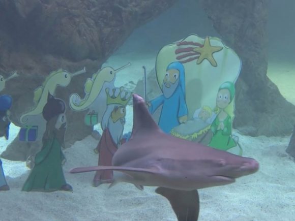 (VIDEO)Buzos se sumergen entre tiburones para poner nacimiento navideño