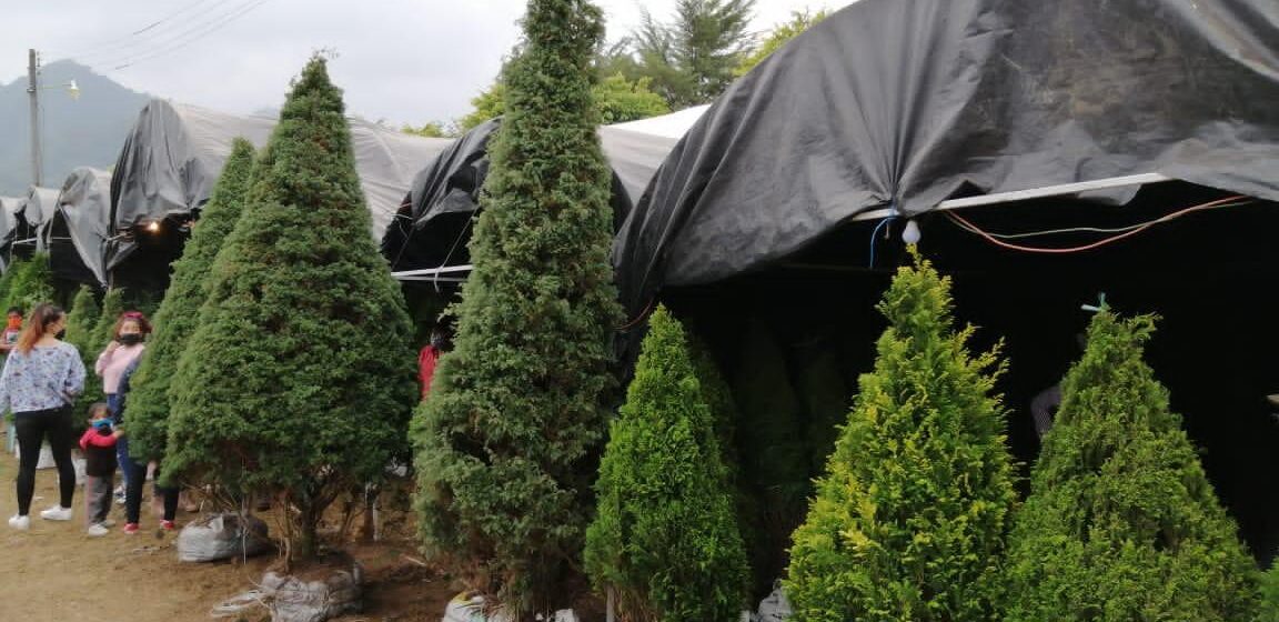 Repuntan ventas de árboles de navidad en Tenango de las Flores