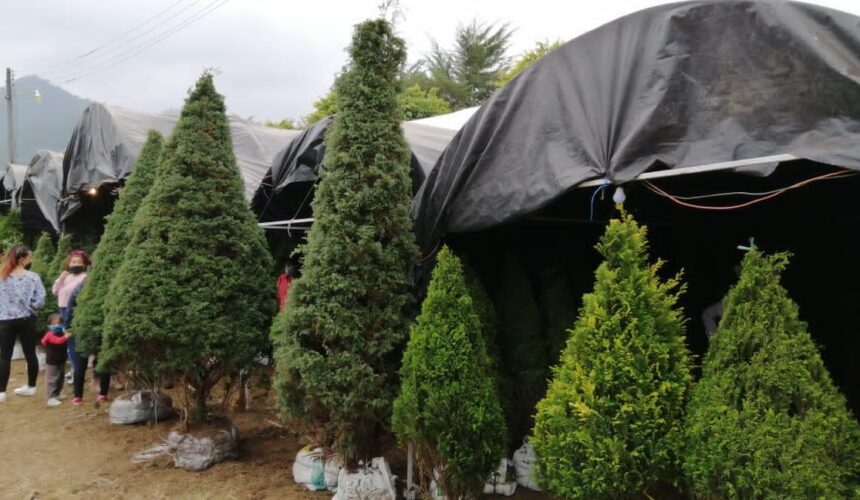 Repuntan ventas de árboles de navidad en Tenango de las Flores