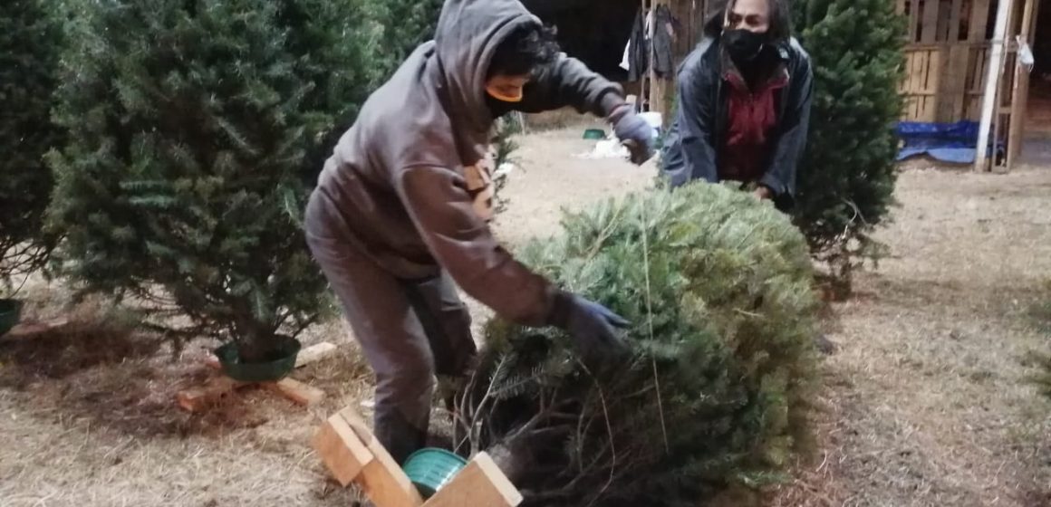 (FOTOS Y VIDEO) Pocos poblanos compraron árbol navideño ante crisis por pandemia