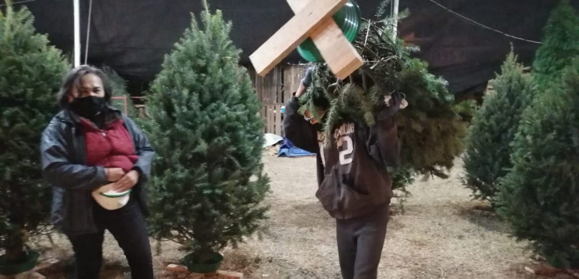 Dona tu árbol de navidad natural en Puebla; ¿dónde llevarlo?