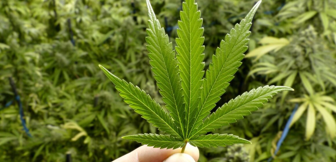 Frena Ley Cannabis a empresas