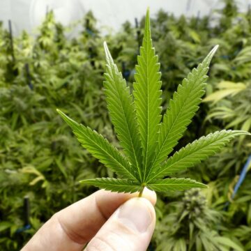 Frena Ley Cannabis a empresas